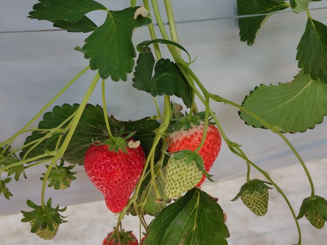 �������񂢂���������܂���_�t�@�[������� �É͓X