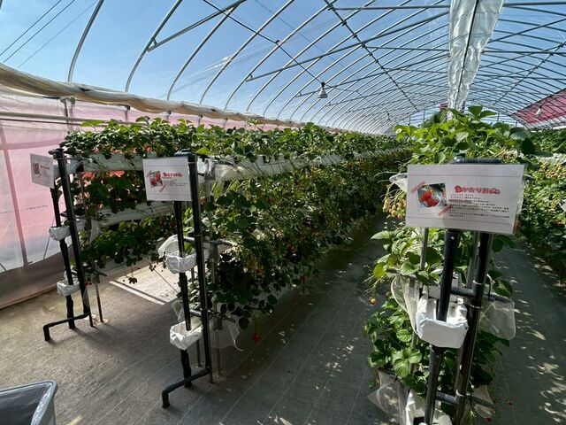 �ǂ̃C�`�S���������������ł�_���������z�C��