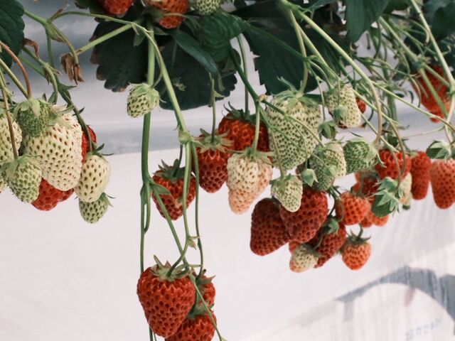 ��������Ȃ��Ă��܂���_�~�Y�L�t�@�[����䉏