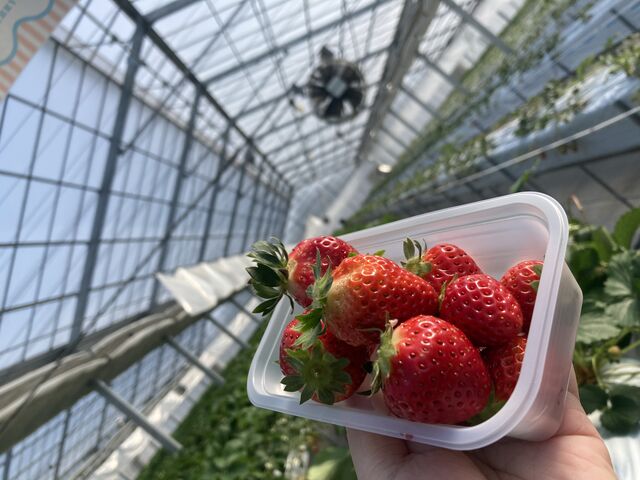 ������_Strawberry Rabbit's