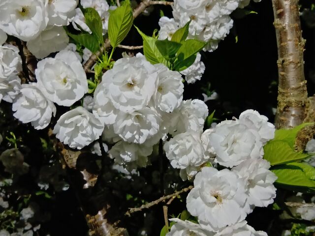 �i�F_���q�R�iㄎR�j