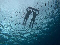 SHISHI�Ί_���̎ʐ^1