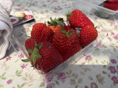 �祂Ղ�`���̎ʐ^1