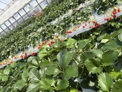 �祂Ղ�`���̎ʐ^2