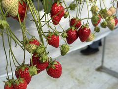 RedJewelFarm�̎ʐ^1