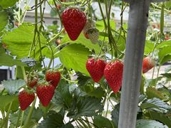 ��ؔ_���̎ʐ^3