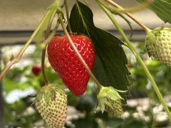 ��ؔ_���̎ʐ^4