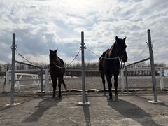 �ɂ������Ճz���V����n�N���u�̎ʐ^1