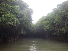 �G�R�c�A�[�v�J�v�J�̎ʐ^1