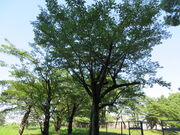 �Ԃ���񂳂�̖��R�����̍��̓��e�ʐ^1