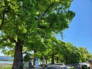 �v���񂳂�̊⍑�s�풬�꒚�ڂ̃N�X�m�L�����Q�y�у��N�m�L�����̓��e�ʐ^2