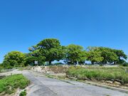 �v���񂳂�̊⍑�s�풬�꒚�ڂ̃N�X�m�L�����Q�y�у��N�m�L�����̓��e�ʐ^3