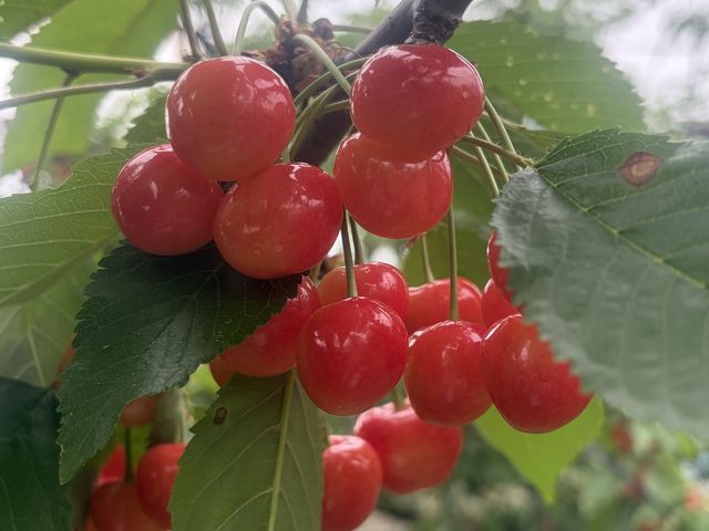 �߂�����������������ł�_�܂ق�Ίό��ʎ���