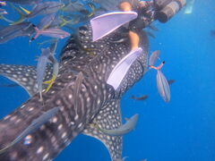 �͂邳��̃O�����}�[������ւ̓��e�ʐ^1