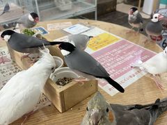 MIRAI-UP Bird+�̎ʐ^1