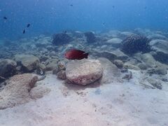 �����_�C�r���O�T�[�r�X�@Smiley Dive�̎ʐ^1
