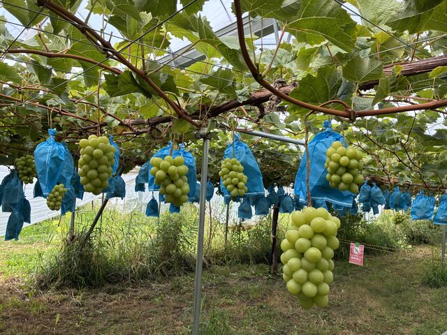 �݂������Fruit��Tomato�@����t�@�[���̓��e�ʐ^1