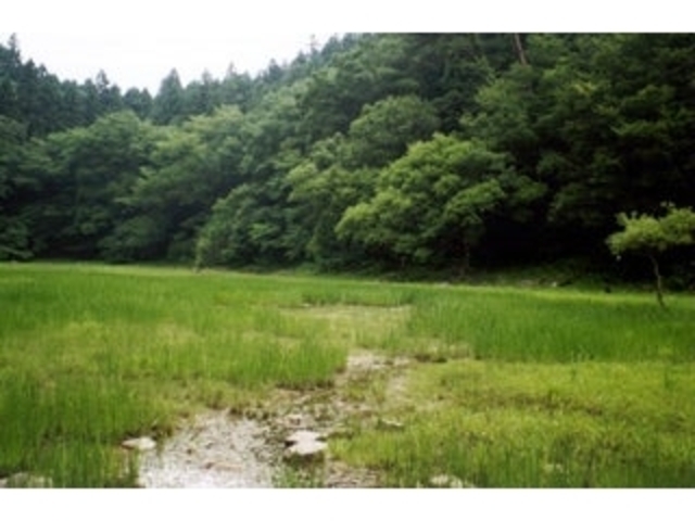 �n�q���̎ʐ^1