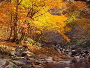 �����k�̎ʐ^2