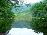 �n�q���̎ʐ^2