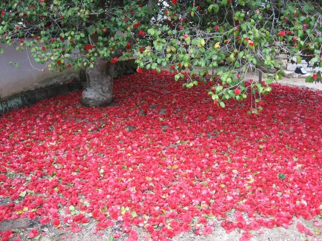 �������̎ʐ^1