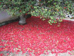 �������̎ʐ^1