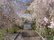 �V�����̎ʐ^2