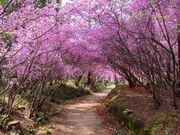 �ɓޕy�_�Ђ̎ʐ^1