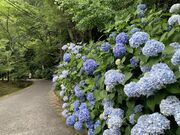 ���|���̎ʐ^2