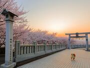 �ɐ������R�{�{�̎ʐ^2