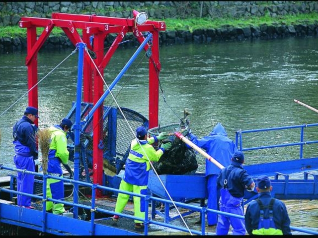 �C���f�B�A�����ԁi�T�P�̕ߋ��ԁj