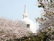 ���ɗ����̎ʐ^1