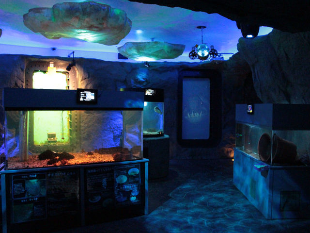 �C��K�̗l�q_�X�C�W�]���I�z�[�c�N�^���[