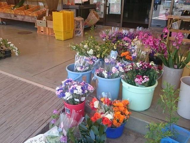 �Ƃ񂪂�ڂ����L�Y�̎ʐ^1