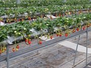 �Ƃ񂪂�ڂ����L�Y�̎ʐ^2