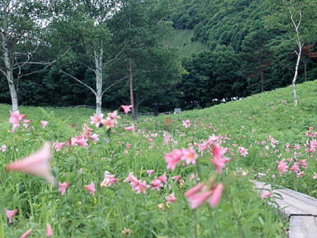 �q���T����_���������R�����Ђ߂����Q���n