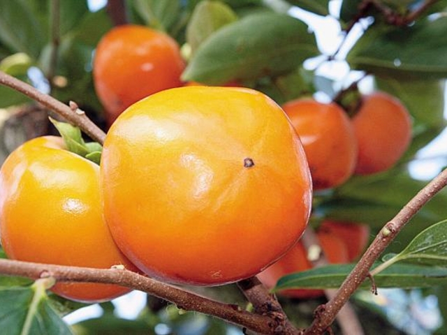 �₳�Ɗό��ʎ��g���̎ʐ^1