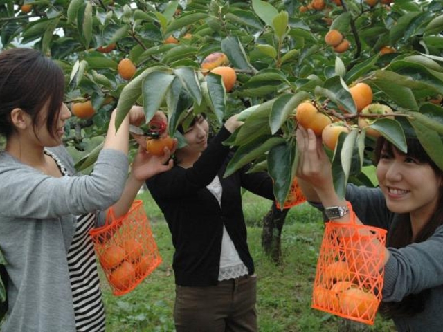 �₳�Ɗό��ʎ��g��