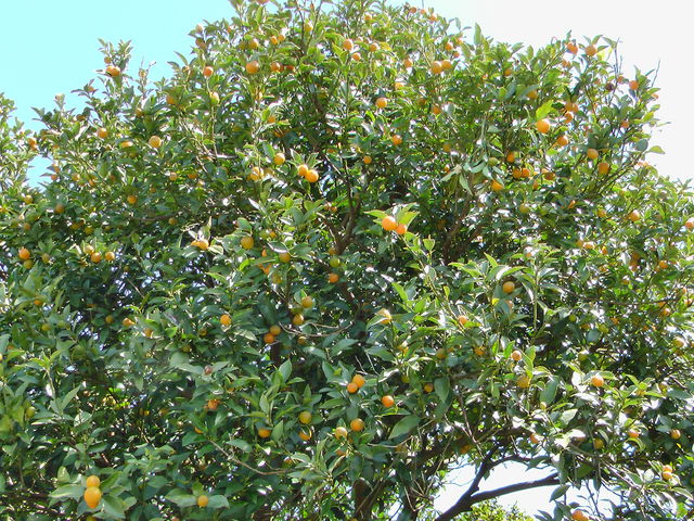 ����ό��݂���g��