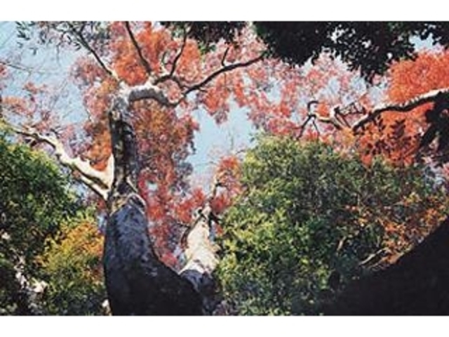 ���т̃C���n���~�W�̎ʐ^1