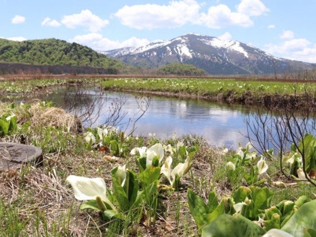 尾瀬の水芭蕉 | ｜正光画廊