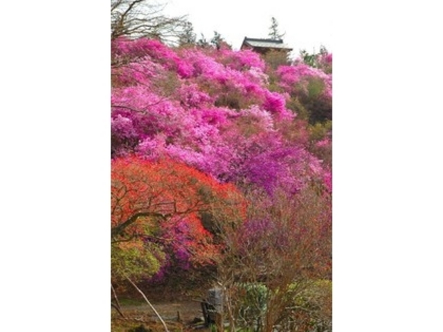 岩根神社のミツバツツジ・ヤマツツジ】アクセス・営業時間・料金情報