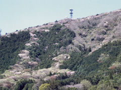 成沢の山桜の写真1