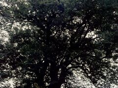 ���P�㐼�R�C�X���̑���̎ʐ^1