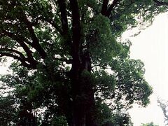 ��̑�N�X�m�L�̎ʐ^1