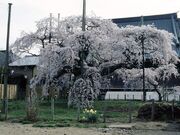 ���P��̃V�_���U�N���̎ʐ^1