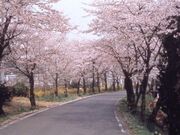 �����R�̍��̎ʐ^1