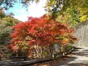 �到�k�J�̎ʐ^4