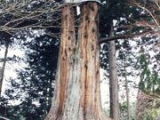 �򗴎��̍��얊�̎ʐ^1