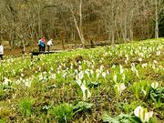 �z�{���m�Ԃ̐X�̎ʐ^1